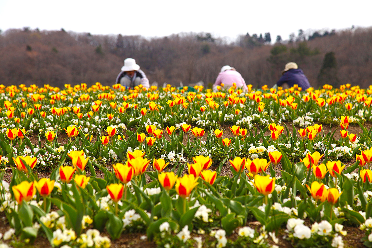 越後丘陵公園｜花の丘エリアのチューリップ