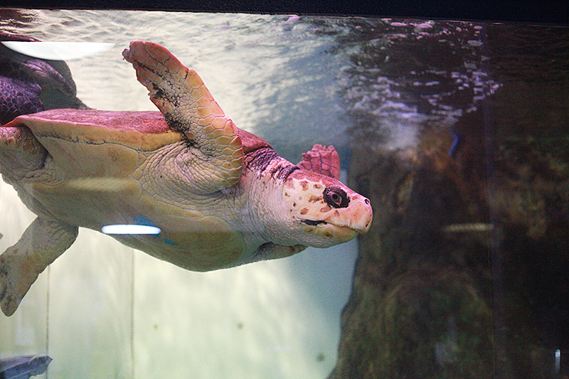 ララライフ｜寺泊水族館