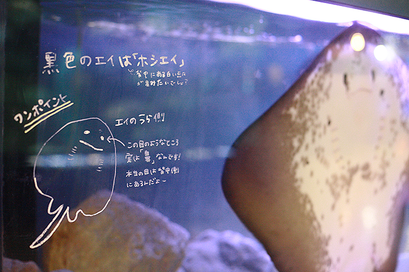 寺泊水族館｜エイ