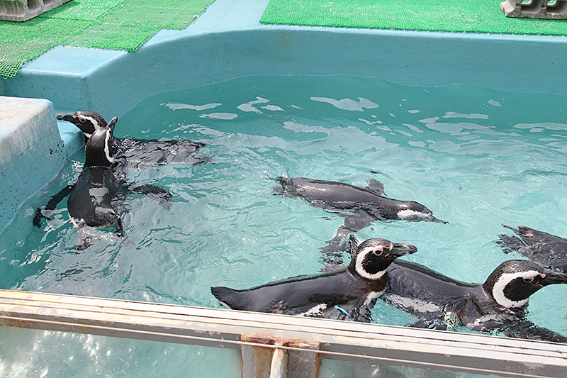 寺泊水族館｜マゼランペンギン