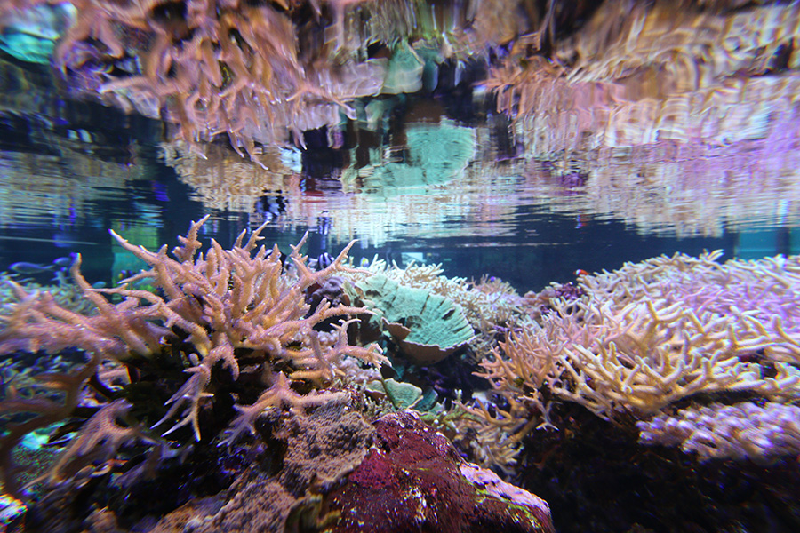 水族館のサンゴ礁