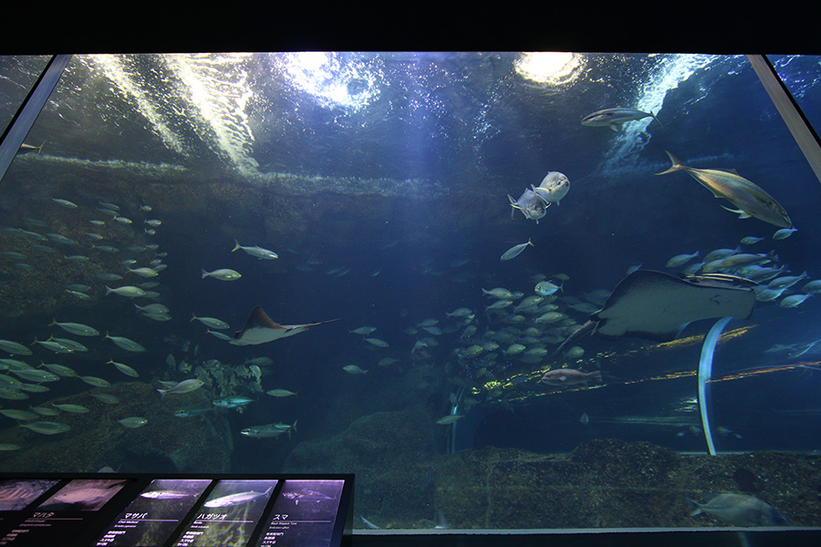 ララライフがおすすめする水族館の魚たち