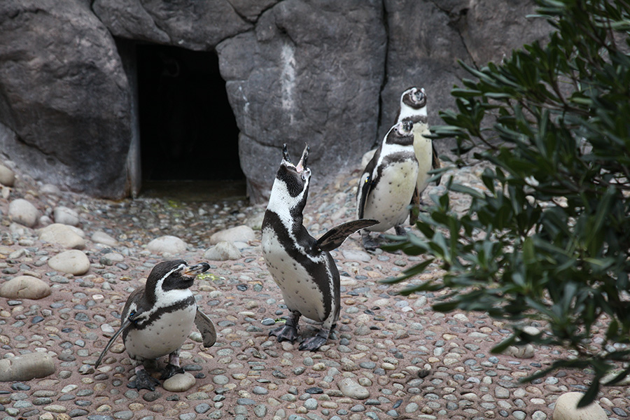 ペンギン3匹が元気に遊ぶ様子