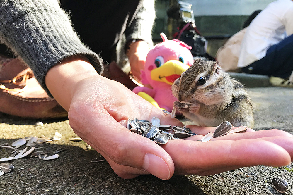 加茂市 四季折々の自然の中で憩いの時間を 加茂山公園 ララライフ Raralife 新潟ろうきんの女性応援サイト